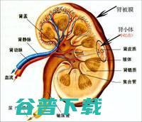 肾功能不全应该做什么检查