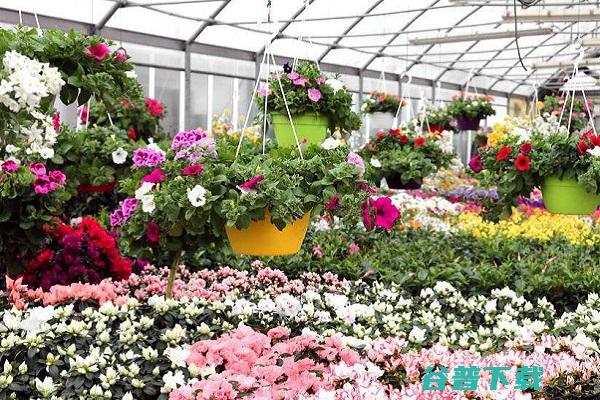 建个花卉大棚好吗 (建个花卉大棚挣钱吗)