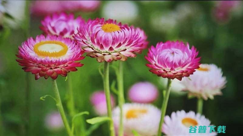一步到位的极致光影体验X5Ultra激光投影仪