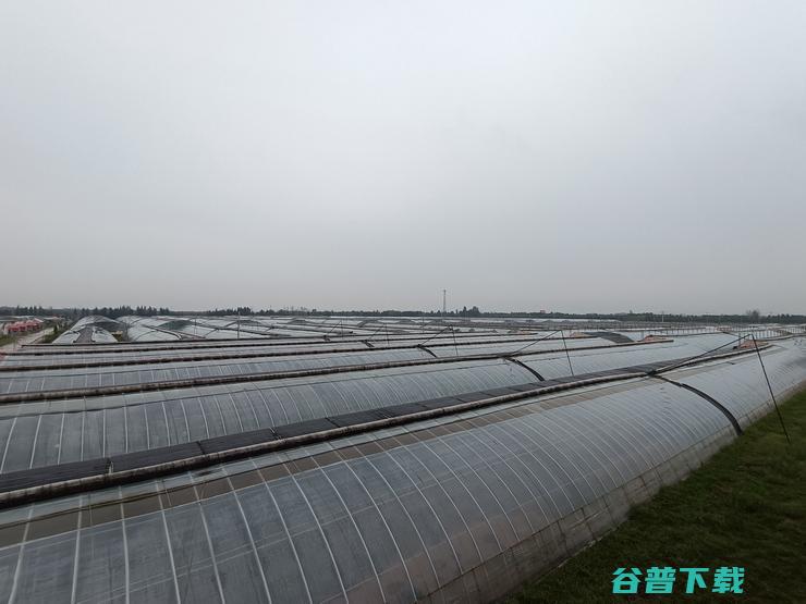 中国蔬菜第一县数字化，山东没有押错宝