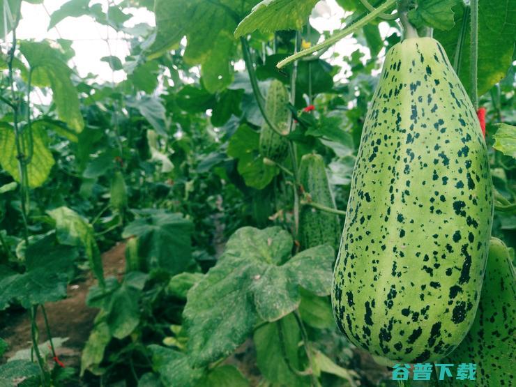 中国蔬菜第一县数字化，山东没有押错宝