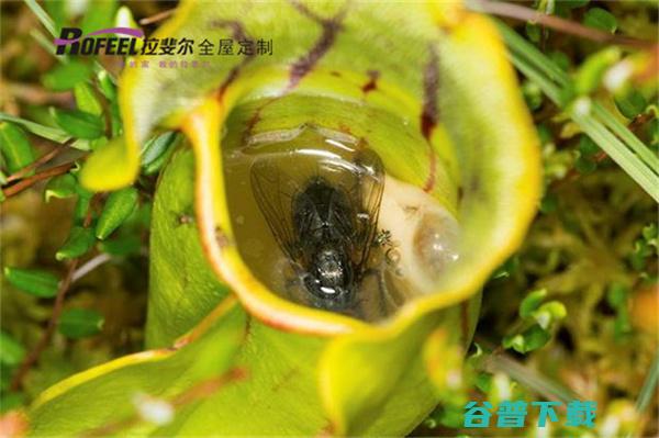 夏天到了 拉斐尔全屋定制 拉斐尔全屋定制教你如何驱蚊！ (夏天要到啦)