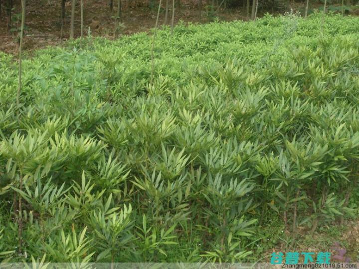 湖南长沙十大美食小吃 (湖南长沙十大专科排名)