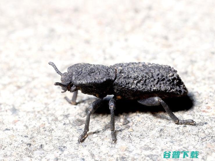 「物理防御」max！汽车压不扁的 2 厘米小甲虫登上 Nature，硬核仿生学灵感来了