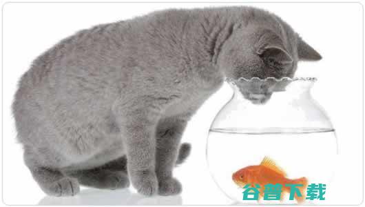 SSL证书服务排行榜-国内外SSL申请与使用点评 IT业界 第11张