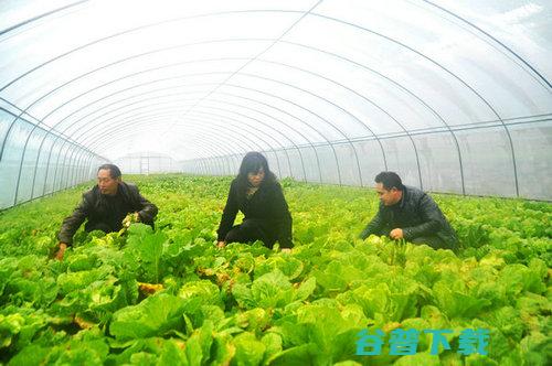 大棚蔬菜种植加盟怎么样？