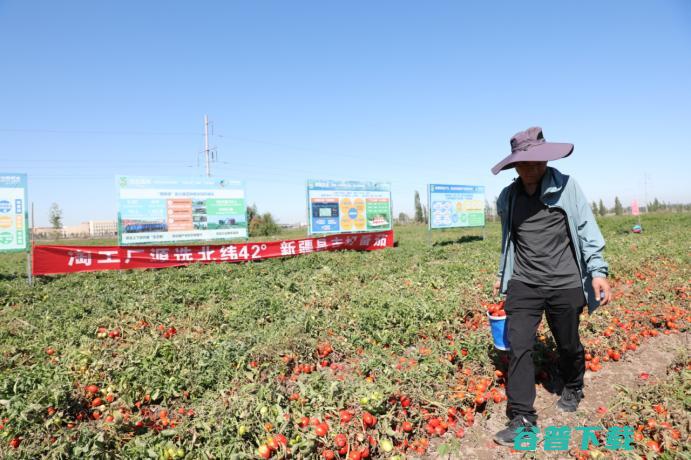 把番茄酱泡水喝？年轻人爱上新疆“一整颗番茄”罐头，单链接热销10万+