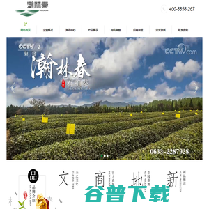 日照绿茶