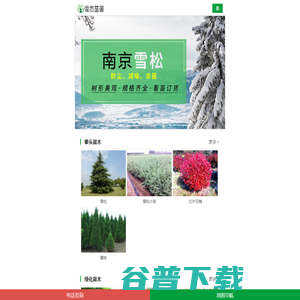 雪松树