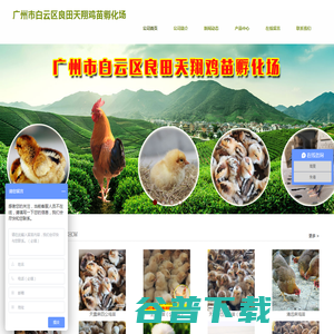 广州市白云区良田天翔鸡苗孵化场