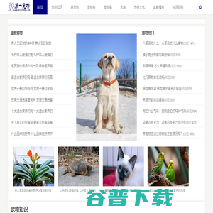 宠物知识