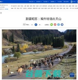 新疆昭苏：褐牛转场出天山