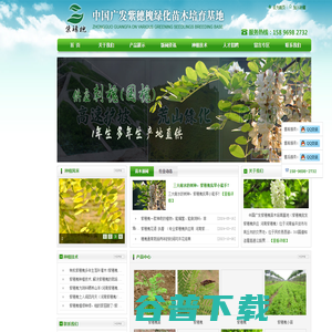 中国广发紫穗槐绿化苗木培育基地