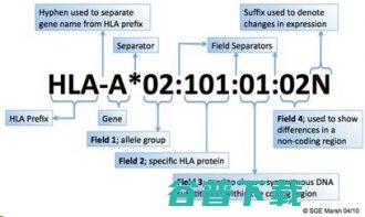hla是什么牌子的衣服