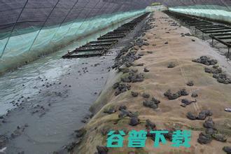 牛蛙养殖需要成本？