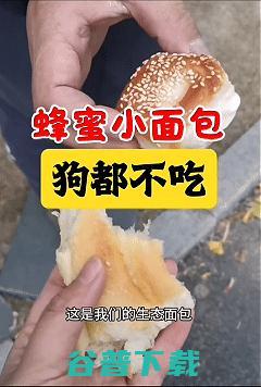 滁州生态面包爆火，让狗当评委是“天才”？