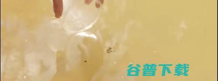 野兽先生号称让200万人喝上纯净水的“TeamWater”来了