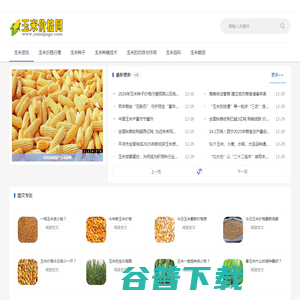 玉米价格网